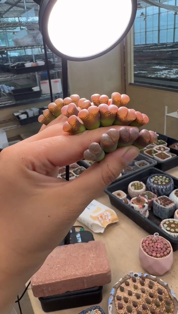 532多肉植物肉锥嫣红一颗