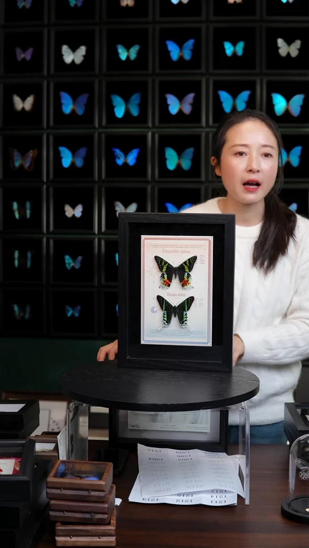 太阳蛾+月亮蛾设计款A4黑框