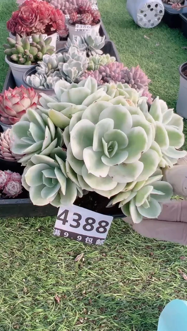 【闪购商品】信福多肉一物一拍