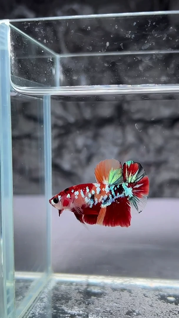 斗鱼竞拍链接A088