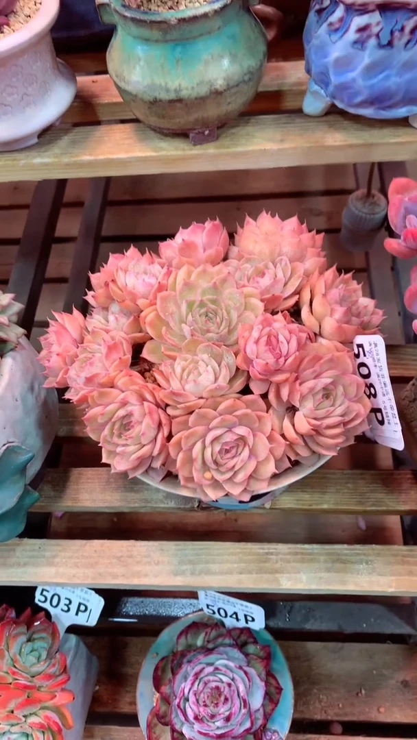 508P（一物一拍，精品多肉，所见即所得 ）