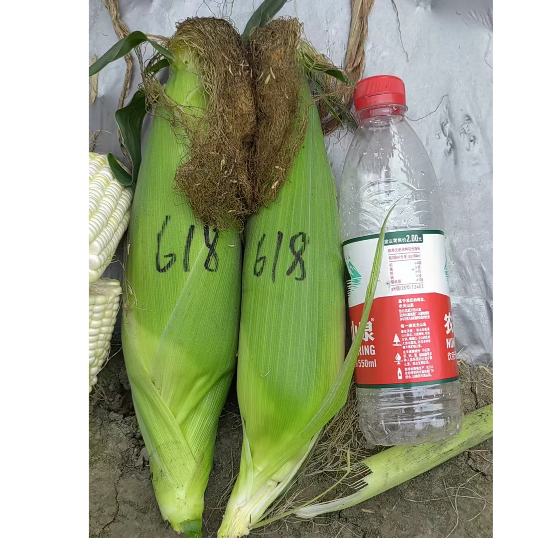 润甜糯618香甜软  糯玉米种籽  矮杆棒子壮