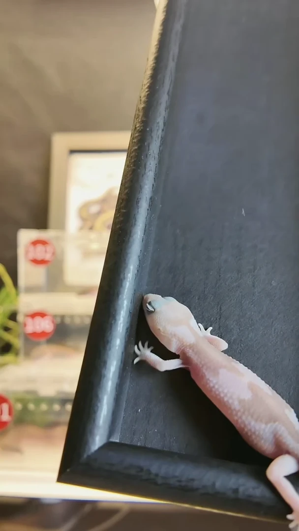 肥尾守宫焦糖祖鲁隐幽灵妹妹