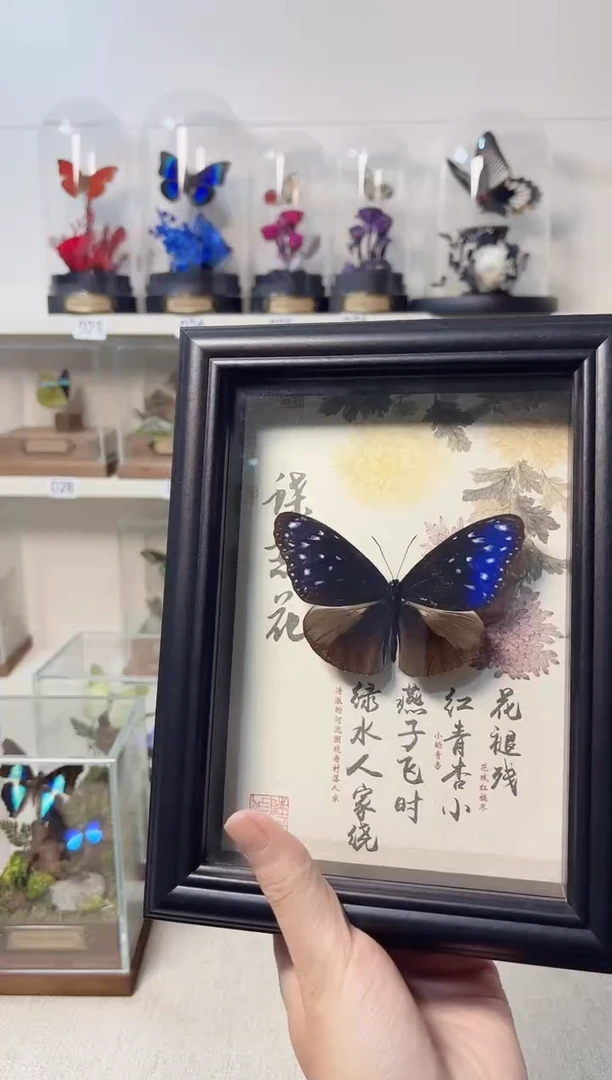 玻璃真实自然标本相框款