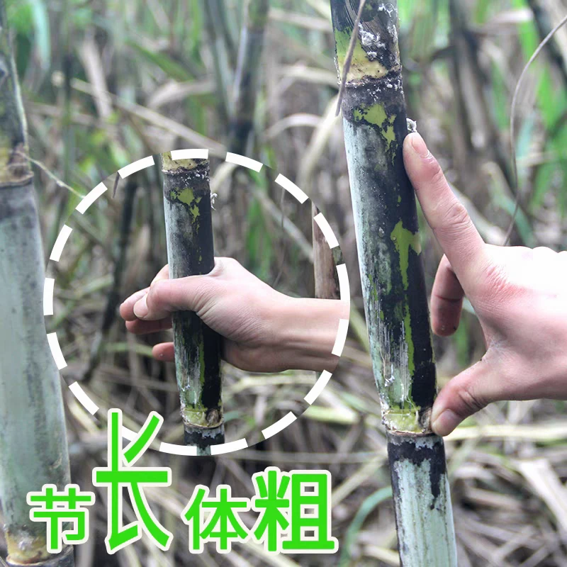 盐津普洱甘蔗脆甜多汁四季易种优质甜杆蔗整根砍装发货