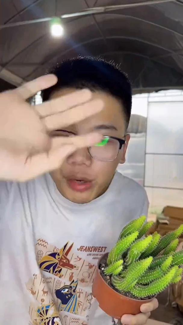 多头 特鲁迪 白檀【带根】微徒