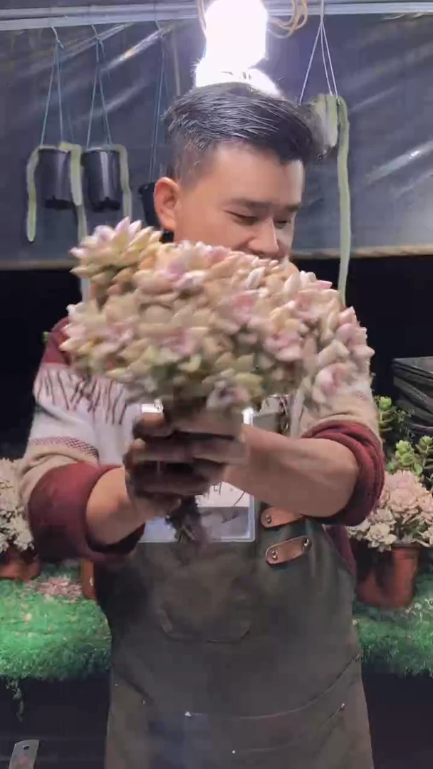 112淡雪缀化一物一拍