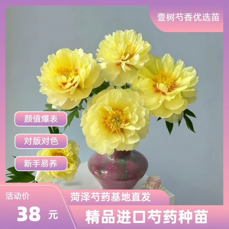【进口芍药芭茨拉】种苗源头直发保对版盆栽庭院阳台花卉办公室