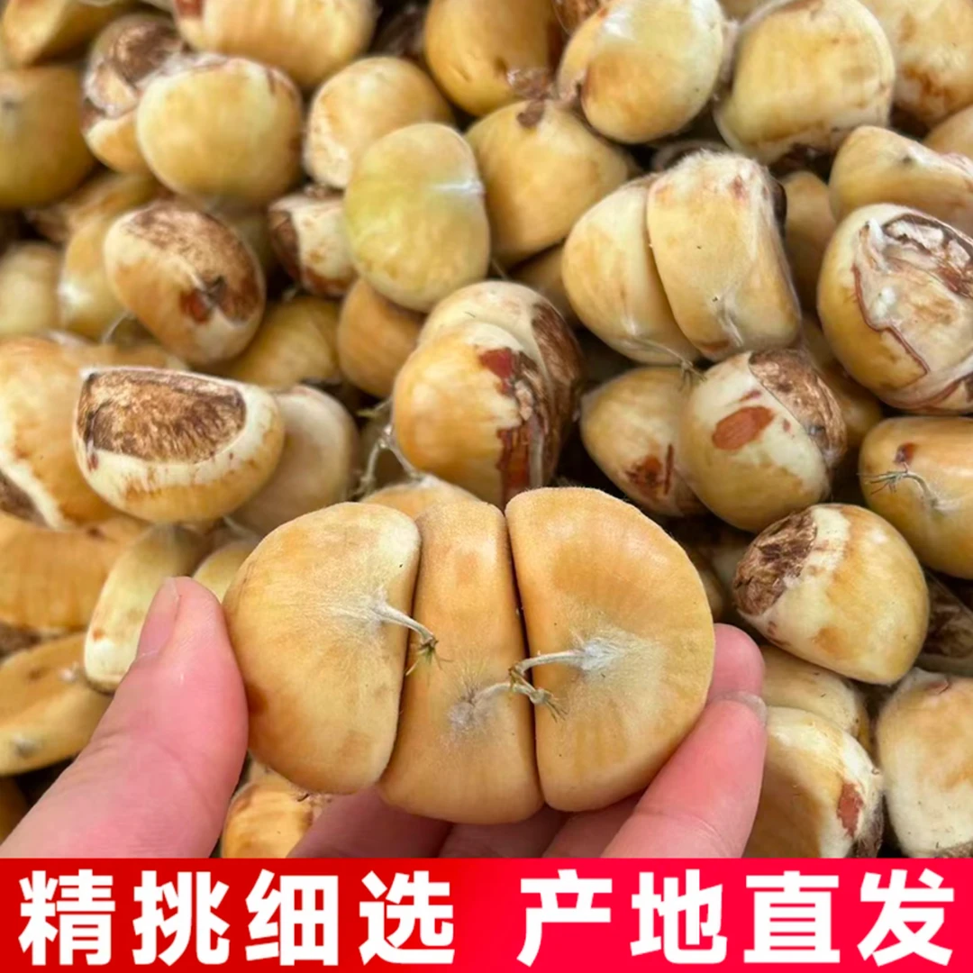 2025新鲜现摘嫩壳板栗白壳栗子毛栗香甜粉糯湖北罗田产地直发包邮