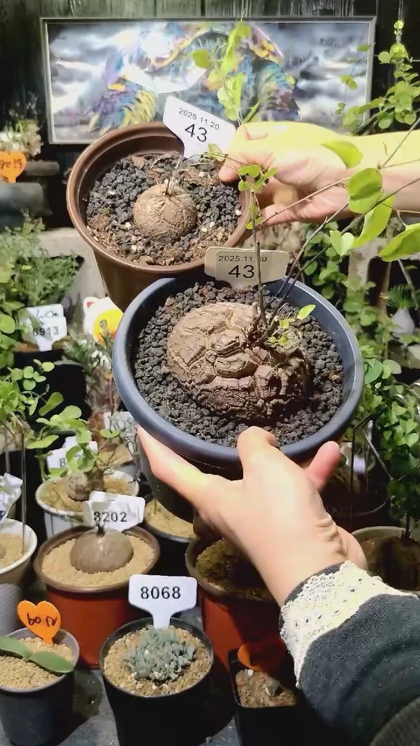 43号1120福利南非龟甲龙买一送一