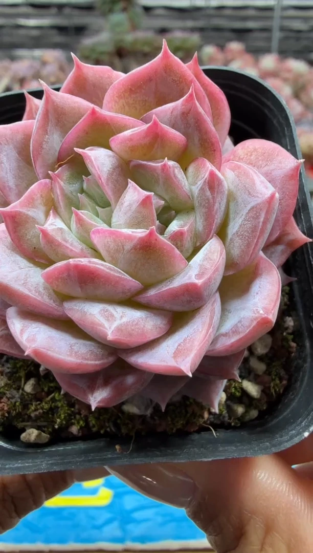 东云多肉园二店-14