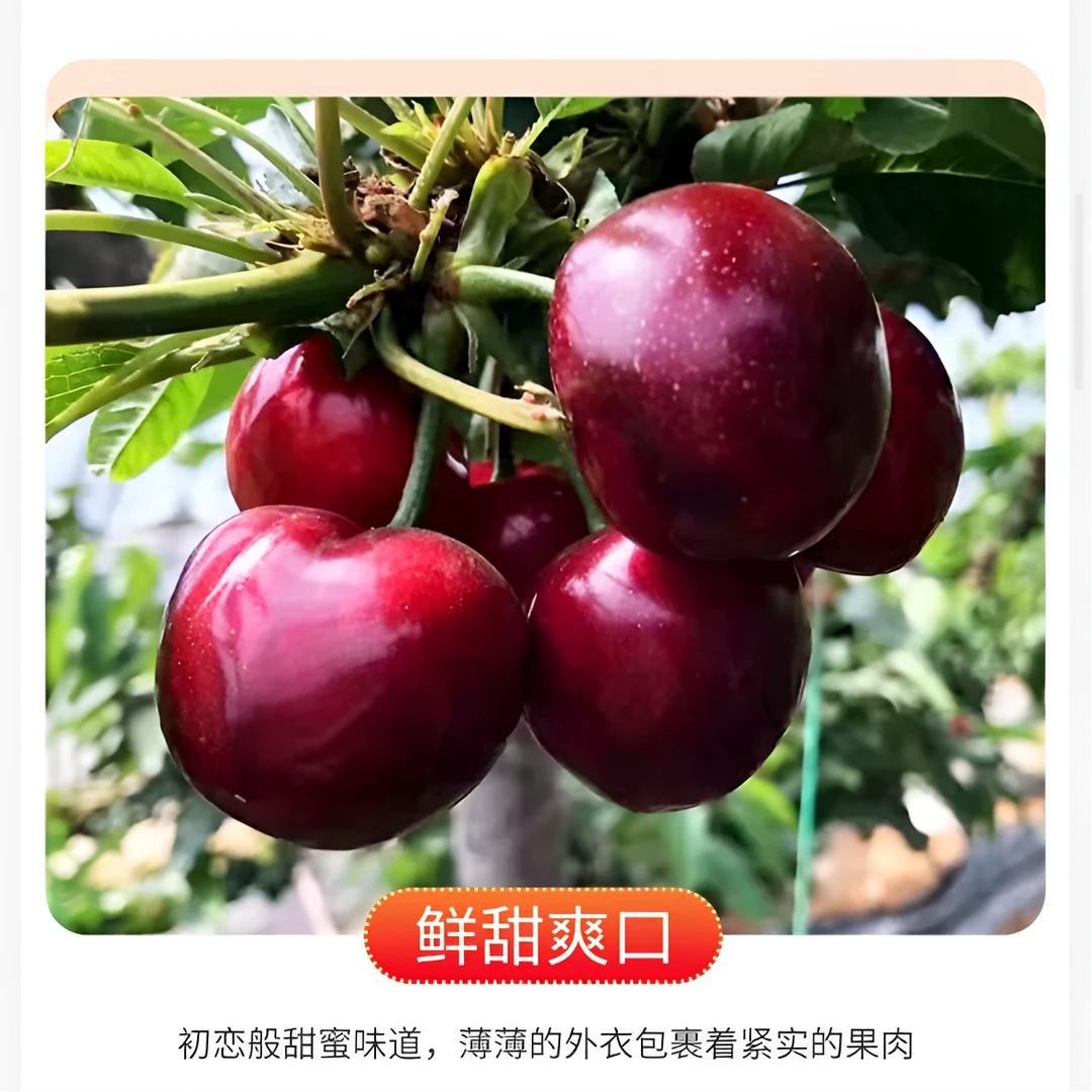 【现摘现发】大连美早大樱桃2-5斤顺丰空运包邮3J-7J