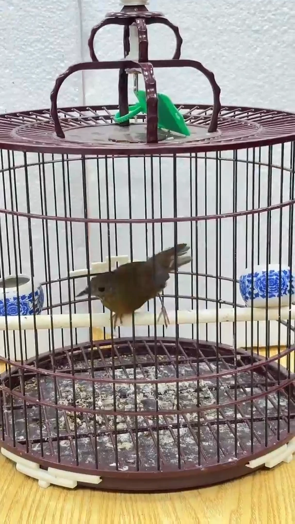 4号  白腹养笼0元起拍