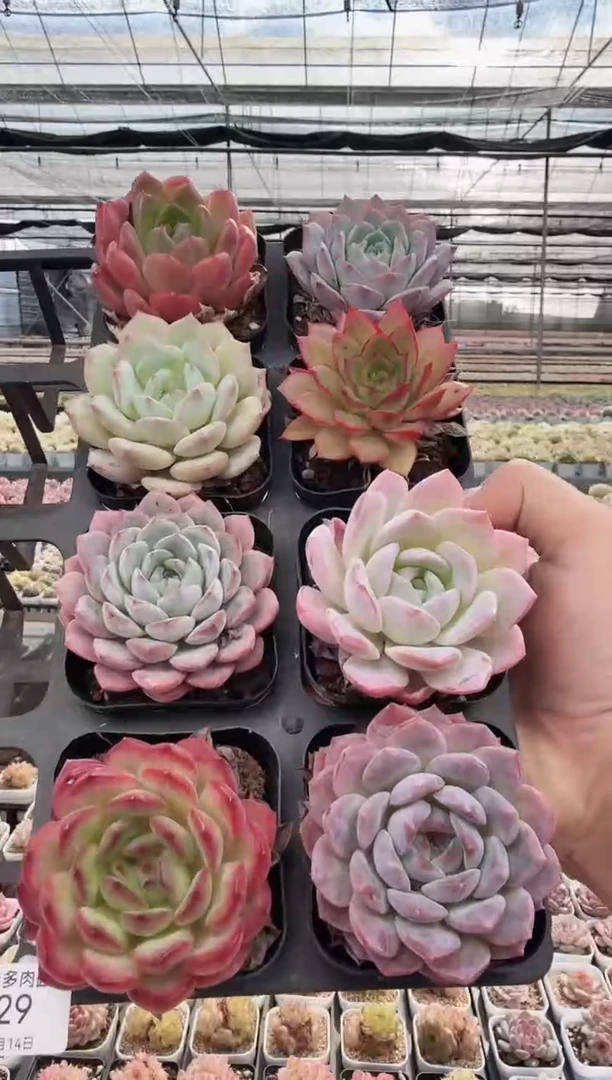 东云多肉园新款-29