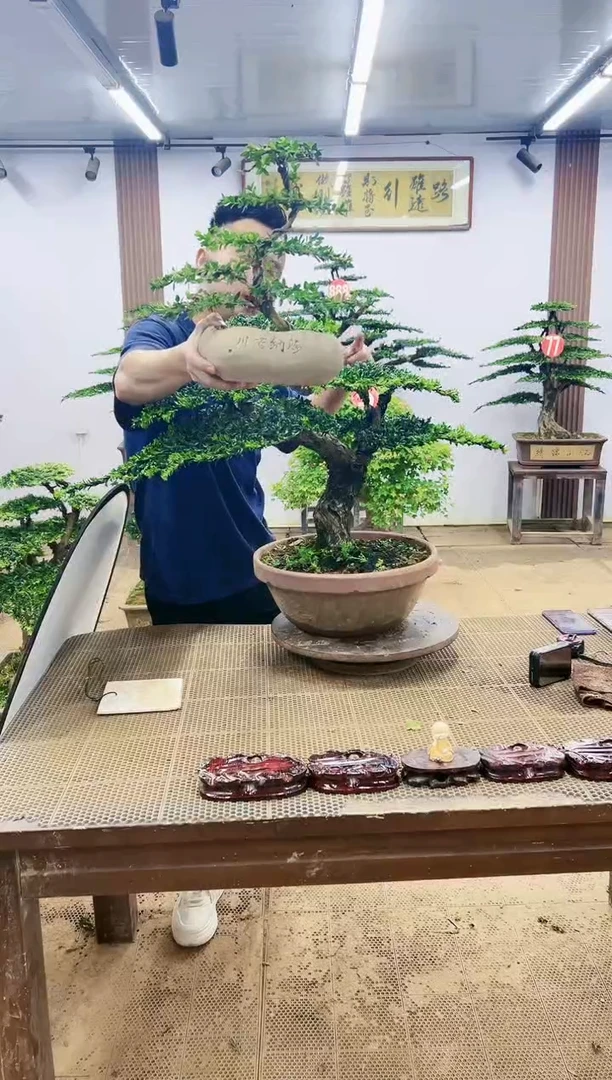 无花朵0000000000000000000000000000
