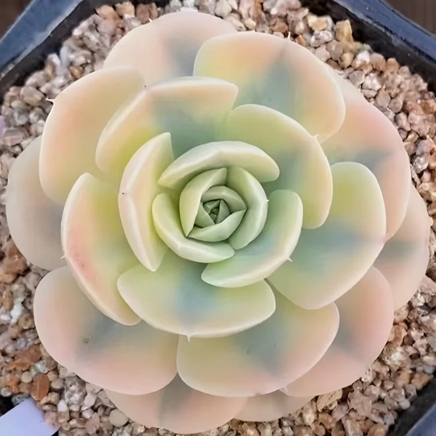 莳沐园艺 多肉植物 鲁氏锦 单头10冠幅起发货 适合阳台灯养，庭院。