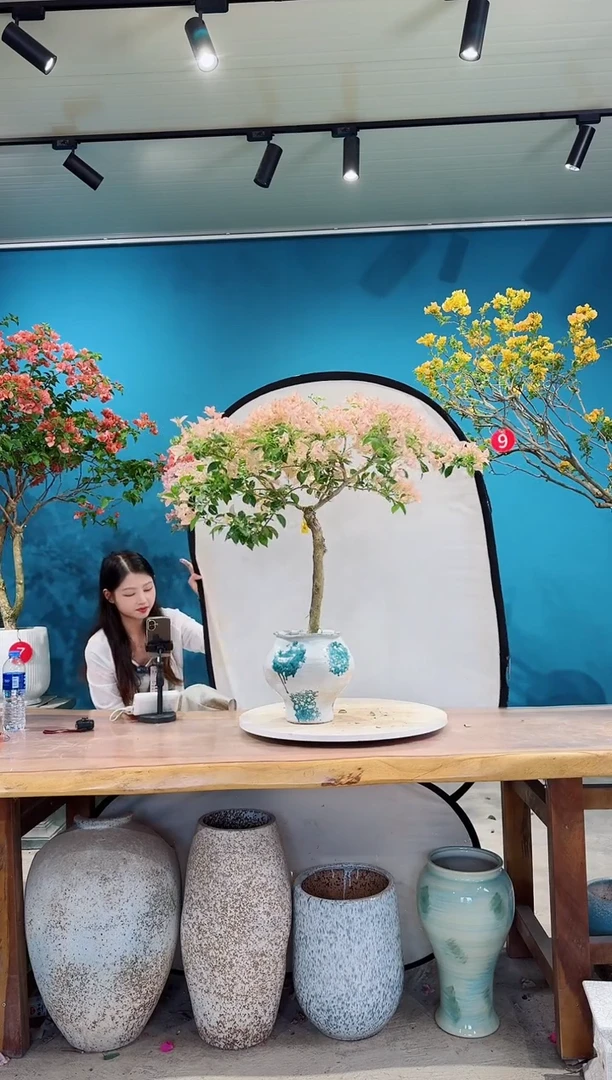 全部花朵卡亚塔三角梅