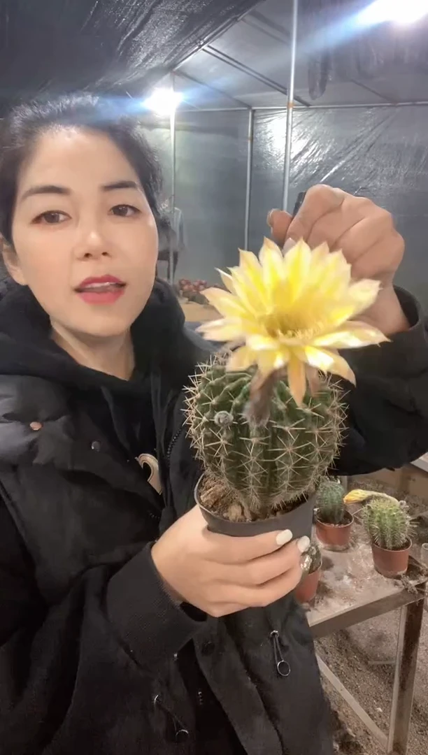 3号实生采草仙人球