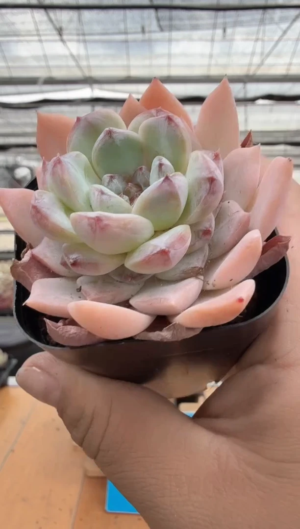 东云多肉园二店-350