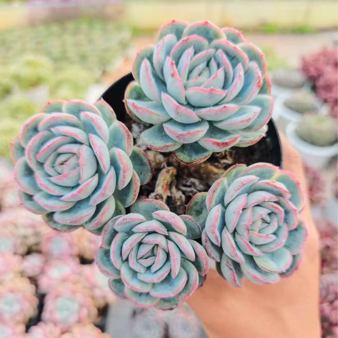 群生荷花 拾忆多肉 好养阳台多肉植物