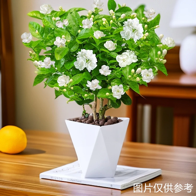 茉莉花盆栽花卉植物室内外阳台庭院带花苞开花芳香四季青树苗花草