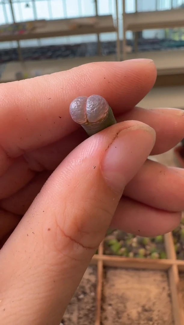 10-143多肉植物肉锥小耳垂