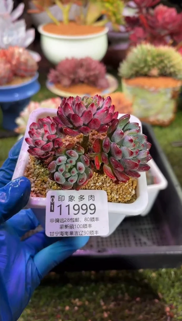 【闪购商品】11999