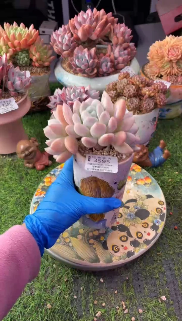 昆明印象多肉3595