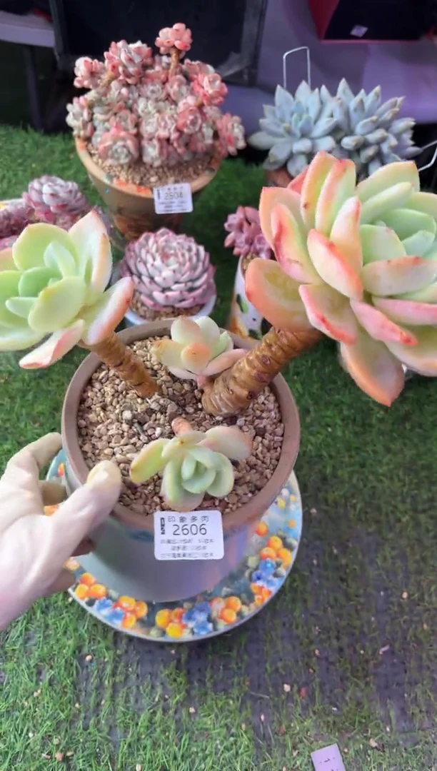 昆明印象多肉2606