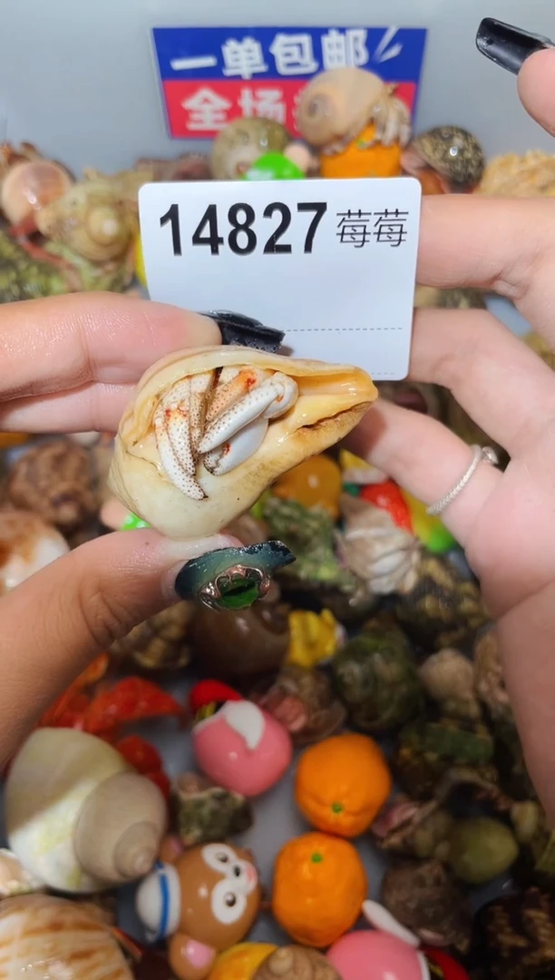 陌派甄选寄居蟹14827，2.1口，再生退马岛竹节