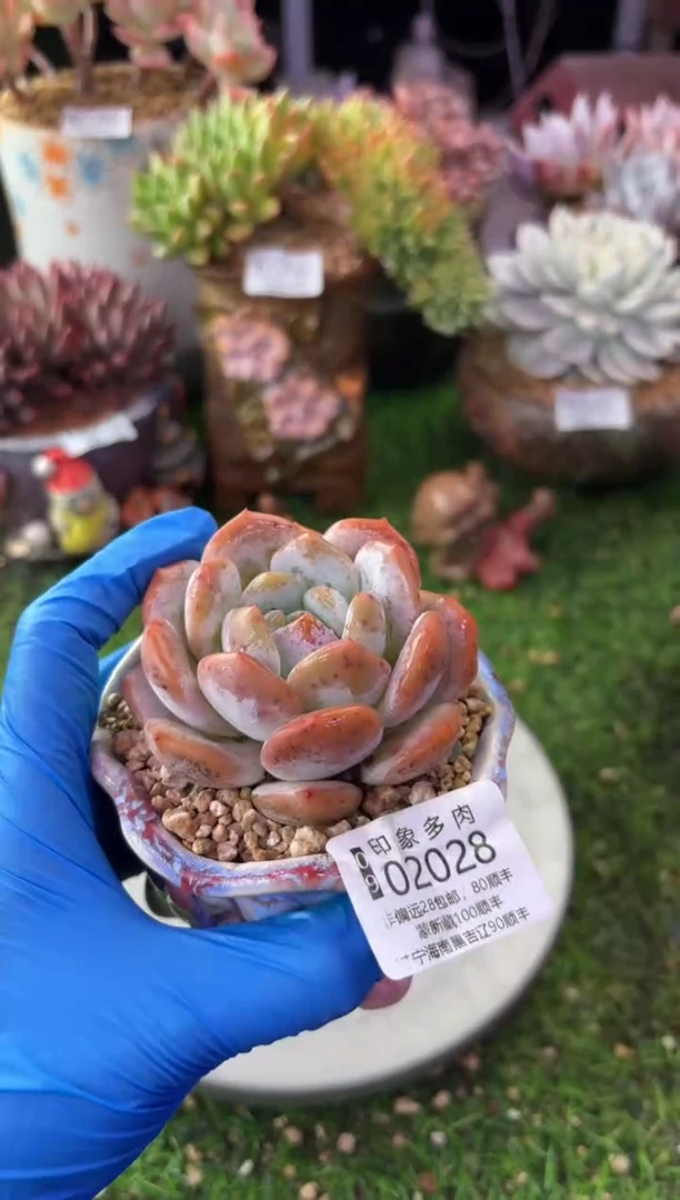 昆明印象多肉02028