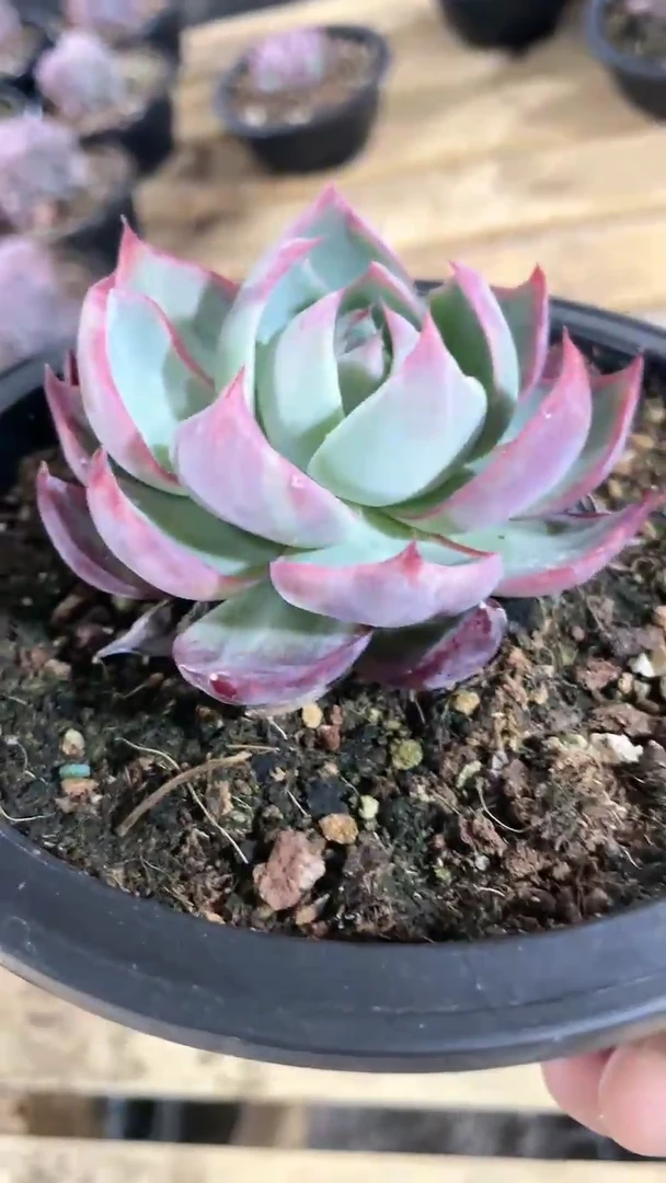 【闪购商品】150盆惊鸿仙子多肉