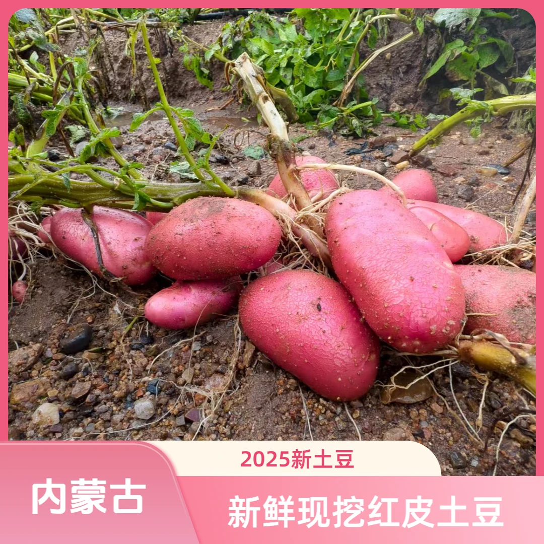 2025新鲜现挖内蒙古武川红皮黄心土豆高海拔地区生长
