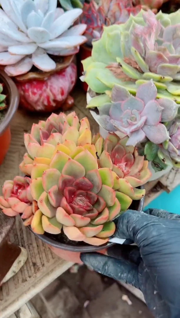 08058多肉植物一物一拍