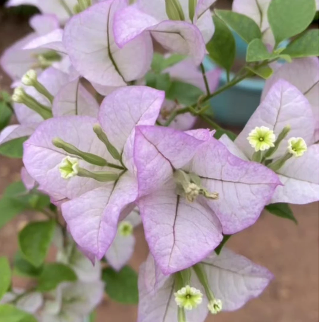 新品【丽娜】不掉花，伊娃系列，淡紫色品种三角梅一加仑盆！！