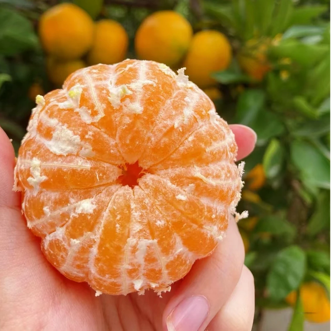 【无籽砂糖橘】正宗枳壳嫁接 果子特别大很甜 南方北方盆栽地址种植