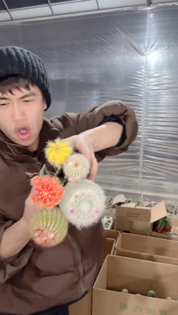 【闪购商品】5色球组合【嫁接】