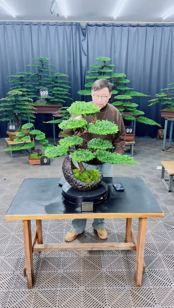 无花朵盆景......