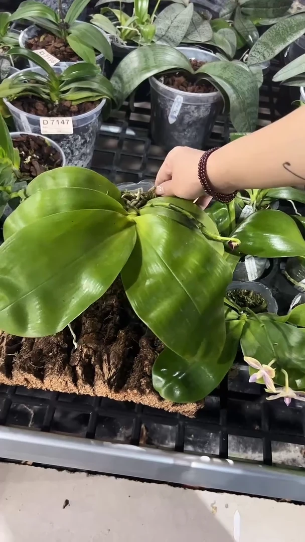无花朵蓝盾叫蓝狗