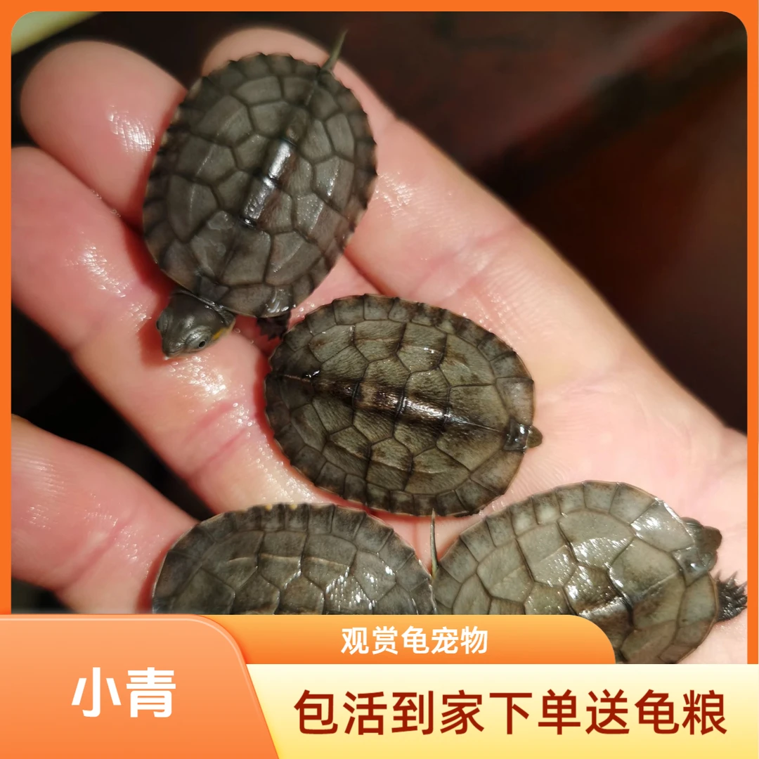 小青活体乌龟人工养殖