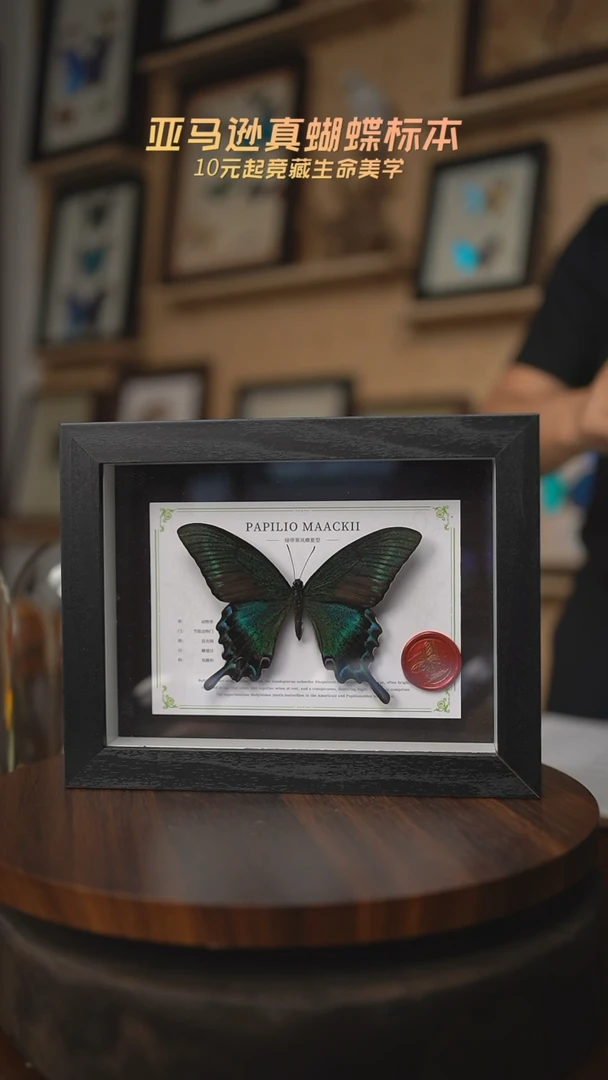 有机玻璃绿带翠凤蝶夏型8寸黑框国风版