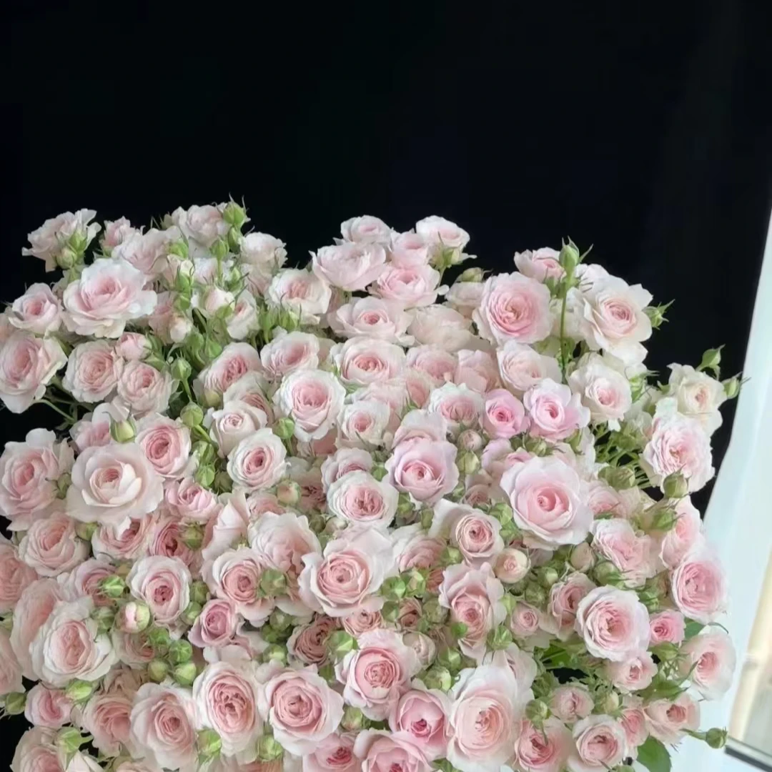 仙女之吻多头玫瑰-家养鲜花云南基地直发-任意两单包邮