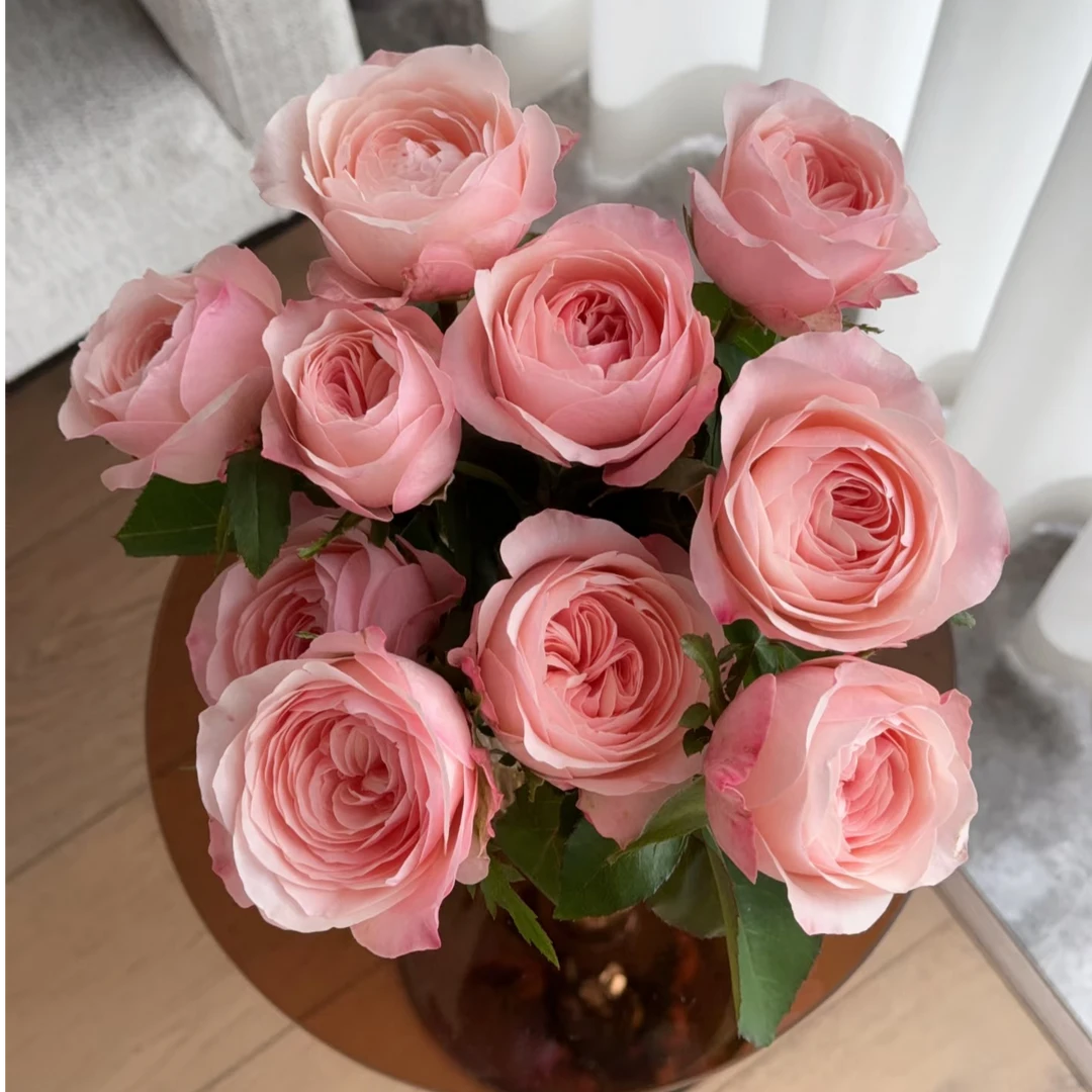 【禾韵山东】凯瑟琳玫瑰 自有基地山东鲜花批发直播顺丰包邮次日达鲜花