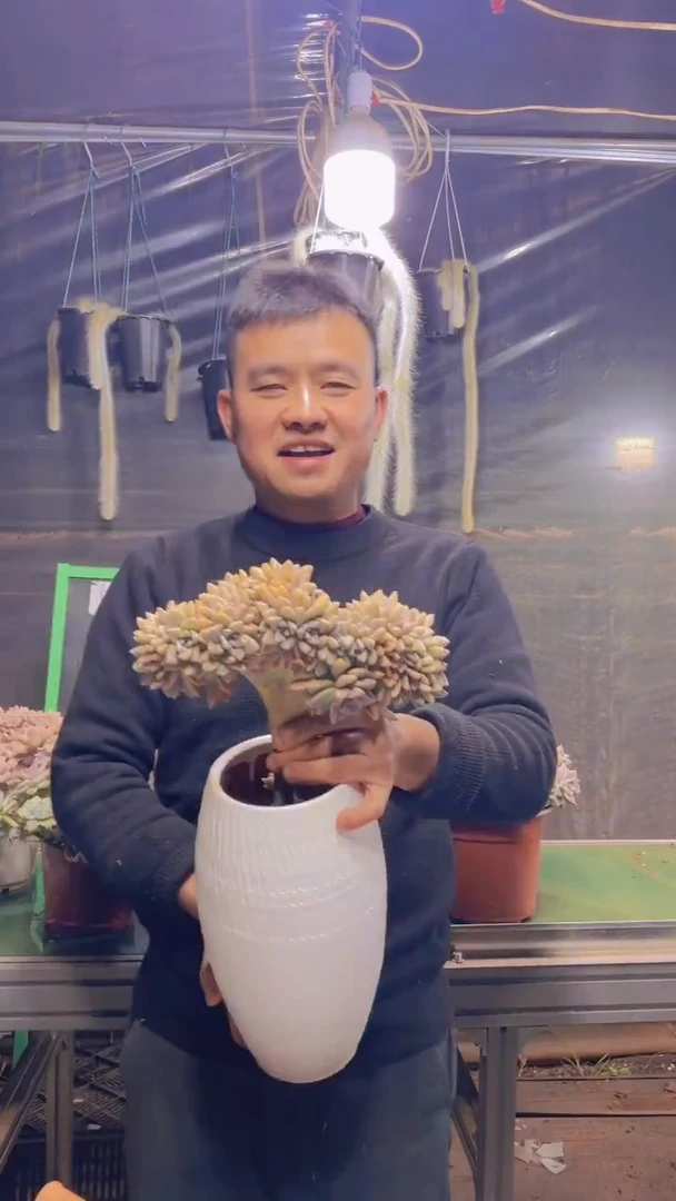 127淡雪缀化一物一拍