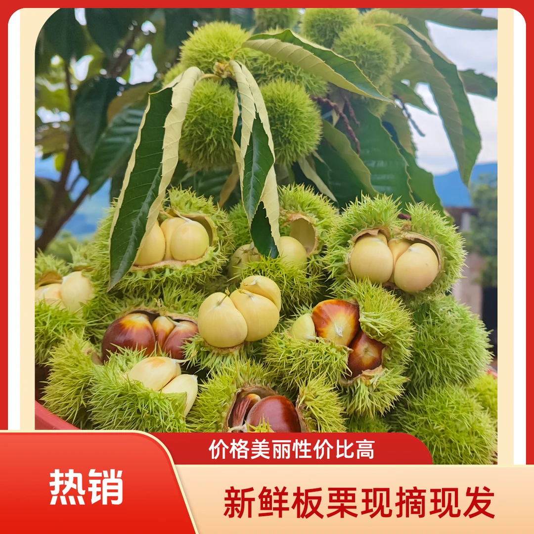 带壳毛板栗2025新鲜云南生板栗新鲜栗子嫩板栗板栗刺球白皮板栗