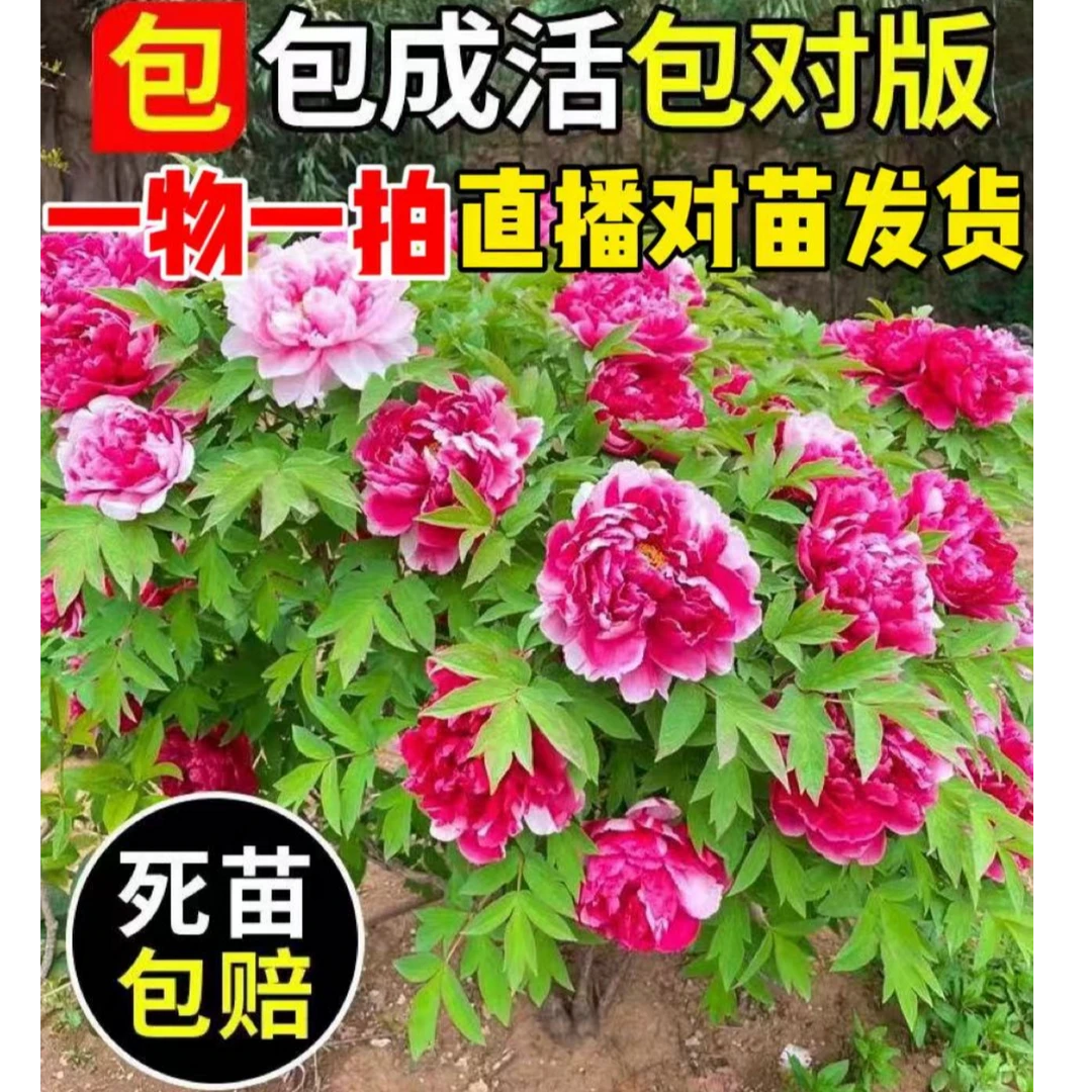 菏泽牡丹-基地直发-对版对色【盆栽地栽】国花牡丹之都庭院喜阳耐阴