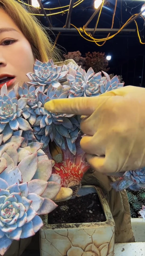 方*其10号一物一拍方小其粉蓝鸟缀