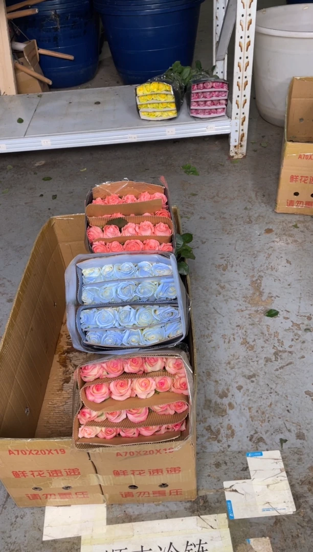 艾沙20枝+碎冰20枝+戴安娜20枝