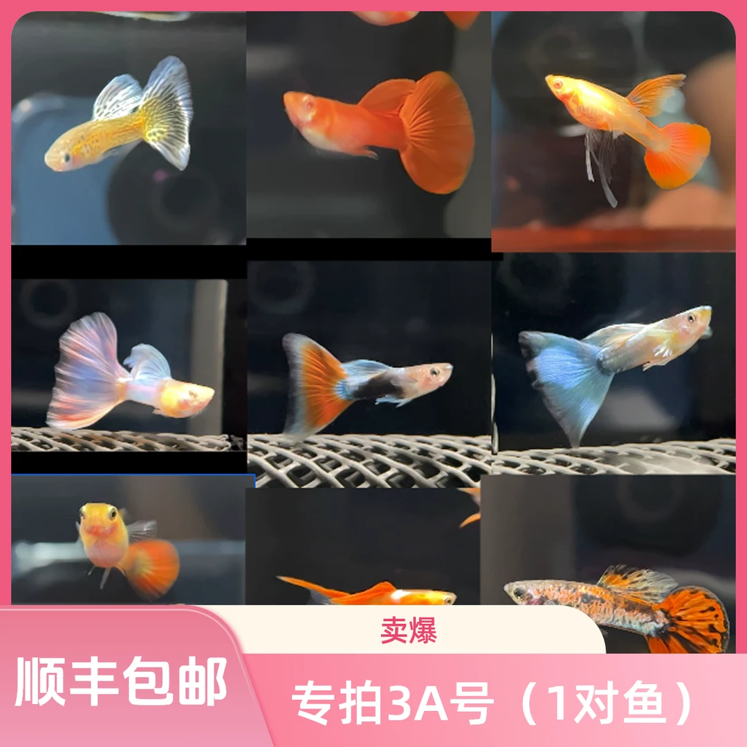 专拍五号（1对鱼）