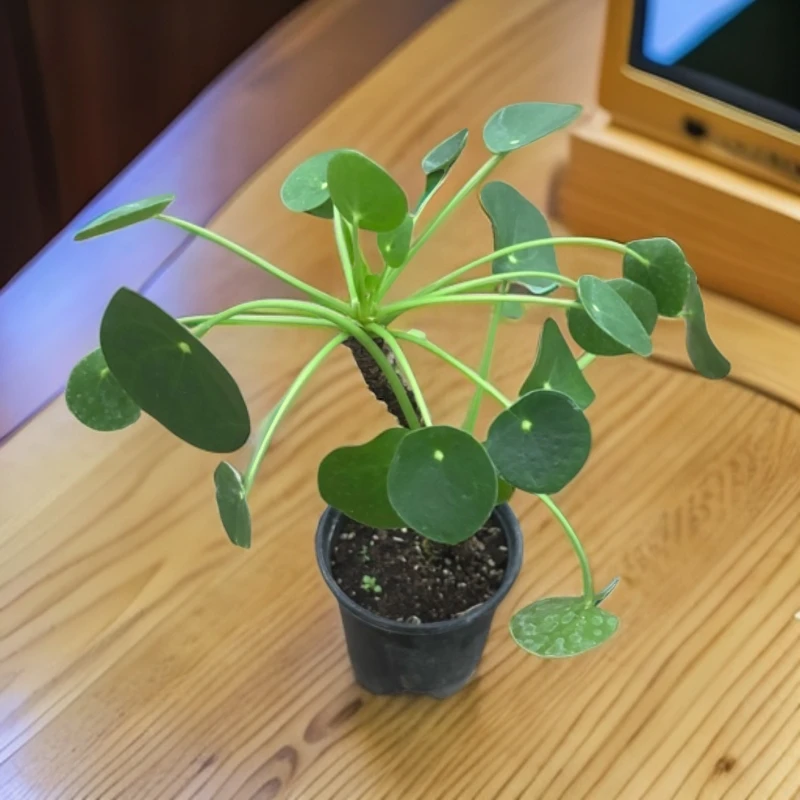 镜面草原盆老桩室内好养绿植可用于景观装饰